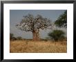 African Baobab Tree In The Tarangire National Park, Tanzania, Africa by Gina Martin Limited Edition Print