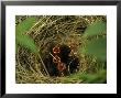 Savannah Sparrow Nest On Ground, Alaska, United States by Michael S. Quinton Limited Edition Print