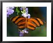 Orange Tiger Butterfly Nectaring On Blue Flowers, Westford, Massachusetts by Darlyne A. Murawski Limited Edition Print