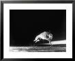 Racing Greyhound Captured At Full Speed By High Speed Camera In Race At Wonderland Park by Gjon Mili Limited Edition Print