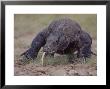 Monitor Lizard, Called The Komodo Dragon, On The Island Of Flores by Larry Burrows Limited Edition Pricing Art Print
