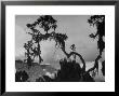 Large Tree Looming Over Grasslands Of Albert National Park In Africa by Eliot Elisofon Limited Edition Print