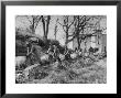 Barrels Being Rolled On Wooden Rails At Jack Daniels Distillery by Ed Clark Limited Edition Pricing Art Print