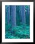 Red Pines In The Cathedral Pines Natural Area, Eustis, Maine, Usa by Jerry & Marcy Monkman Limited Edition Print