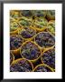 Picked Grapes In A Vineyard, Pisa, Tuscany, Italy, Europe by Michael Newton Limited Edition Print
