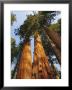 Giant Sequoia Tree, Sequoia National Park, California, Usa by Gavin Hellier Limited Edition Print