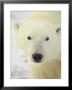 Polar Bear (Thalarctos Maritimus), Churchill, Manitoba, Canada, North America by James Hager Limited Edition Pricing Art Print