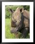 White Rhino, Ceratotherium Simum, In Pilanesberg Game Reseeve, North West Province, South Africa by Ann & Steve Toon Limited Edition Print
