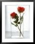 Two Red Roses In A Glass Vase by Michael Paul Limited Edition Pricing Art Print