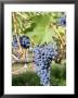Nebbiolo Grapes, Tuscany, Italy by Armin Faber Limited Edition Print