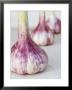 Three Fresh Garlic Bulbs by Linda Burgess Limited Edition Print