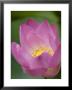 Lotus Flower, Bangkok, Thailand by Russell Young Limited Edition Print