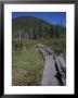 Tamarack Bog Bridge On The Lonesome Lake Trail, New Hampshire, Usa by Jerry & Marcy Monkman Limited Edition Print