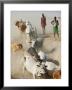 Nyangatom Herdsmen Leading Cattle Over Arid Plain To Omo River, Omo River Valley, Ethiopia by Alison Jones Limited Edition Print