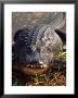 Alligator, Everglades National Park, Florida, Usa by Charles Sleicher Limited Edition Print