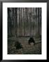 Man Reading A Newspaper In A Forest by Henrie Chouanard Limited Edition Print