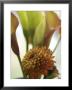 Denmark: Close Up Brown Dahlia by Brimberg & Coulson Limited Edition Print