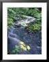 Fall Color Devil's Club Leaves And Stream On Winner Creek Trail, Alaska by Rich Reid Limited Edition Print