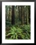 Redwood Trees Provide Shade For Ferns Growing On The Forest Floor by Phil Schermeister Limited Edition Print