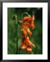 Close View Of Lilies Blooming In Yosemite National Park by Phil Schermeister Limited Edition Print