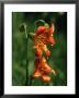 Close View Of Lilies Blooming In Yosemite National Park by Phil Schermeister Limited Edition Pricing Art Print