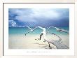 Driftwood, Antigua by Ian Cumming Limited Edition Print