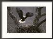 An American Bald Eagle Flies To Its Nest by Roy Toft Limited Edition Print