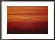 Sonoran Pronghorns Seen Through A Red Mist by Joel Sartore Limited Edition Print