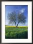 A Single Tree In A Yellow Rape Field by Todd Gipstein Limited Edition Print