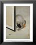Cat And Spider by Makoto Limited Edition Print
