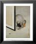 Cat And Spider by Makoto Limited Edition Pricing Art Print