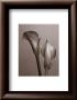 Lily I by Bill Philip Limited Edition Pricing Art Print
