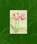 Eastern Florals Iii by Cheri Blum Limited Edition Print