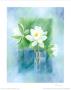 White Water Lilies by Franz Heigl Limited Edition Pricing Art Print