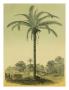 Astrocaryum Chambira Palm Tree, Botanical Illustration, C.1854 by Ch. Lemaire Limited Edition Print