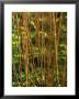 Salix Daphnoides (Violet Willow), Close-Up Of Brownish Red Shoots by Mark Bolton Limited Edition Pricing Art Print