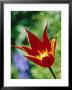 Tulipa Queen Of Sheba by Bjorn Forsberg Limited Edition Print