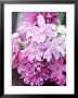 Bunch 0F Allium Scoenoprasum, Allium Unifoloium & Allium Oreophilum Zwanenburg by Lynn Keddie Limited Edition Pricing Art Print