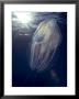 Salp, Poor Knights Marine Reserve, New Zealand by Tobias Bernhard Limited Edition Pricing Art Print