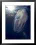 Salp, Poor Knights Marine Reserve, New Zealand by Tobias Bernhard Limited Edition Print