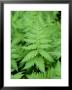 Beech Fern, Inverness-Shire, Scotland by Iain Sarjeant Limited Edition Print