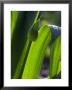 Allium Christophii (Bud In Early Spring) by Mark Bolton Limited Edition Print