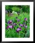 Iris Sibirica (Siberian Flag), Beardless Siberian Iris, Flowers With Purple Petals And Dark Veining by Ron Evans Limited Edition Print