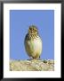 Wood Lark In Song, Uk by David Tipling Limited Edition Print