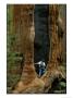 A Man Examines A Giant Fire Scar Left In A Sequoia Tree by Phil Schermeister Limited Edition Print