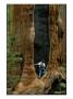 A Man Examines A Giant Fire Scar Left In A Sequoia Tree by Phil Schermeister Limited Edition Pricing Art Print