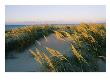 Sea Oats, Dunes, And Beach At Oregon Inlet by Skip Brown Limited Edition Print