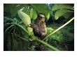 A Three-Toed Sloth Feeds On The Leaves Of An Ambaibo Tree by Joel Sartore Limited Edition Print