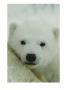 A Portrait Of A Polar Bear Cub by Norbert Rosing Limited Edition Pricing Art Print