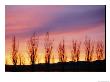 A Row Of Trees Silhouetted Against A Beautiful Sunset Sky by Marc Moritsch Limited Edition Print